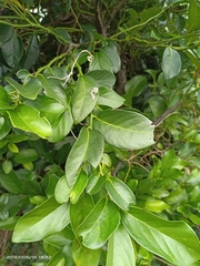 Diospyros maritima