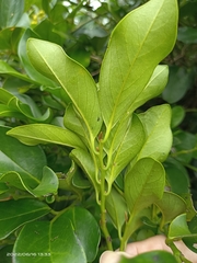 Diospyros maritima