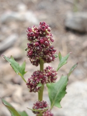 Blitum capitatum