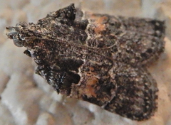 Satole ligniperdalis