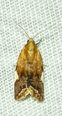 Clepsis persicana