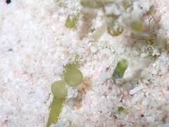 Caulerpa chemnitzia