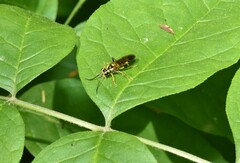 Tenthredo verticalis