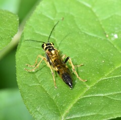 Tenthredo verticalis