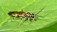 Tenthredo verticalis