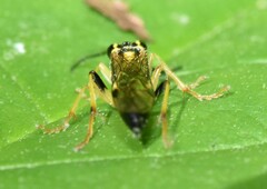 Tenthredo verticalis