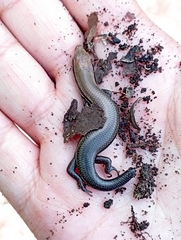 Marisora lineola