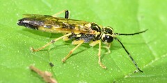 Tenthredo verticalis