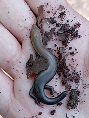 Marisora lineola