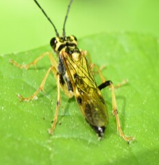 Tenthredo verticalis