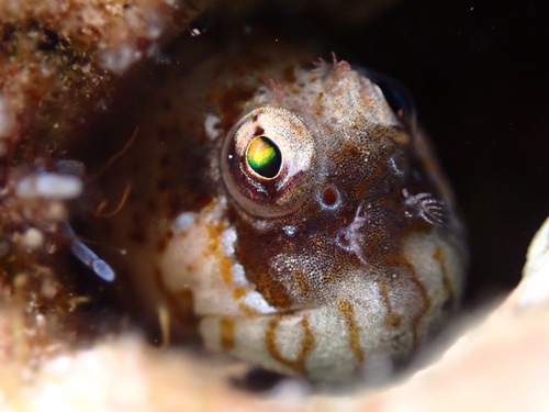 Pearl blenny (Entomacrodus nigricans) — Blenniidae — 2