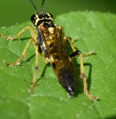 Tenthredo verticalis