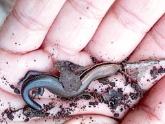 Marisora lineola