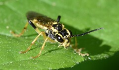 Tenthredo verticalis