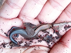 Marisora lineola