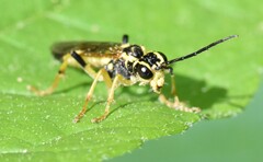 Tenthredo verticalis