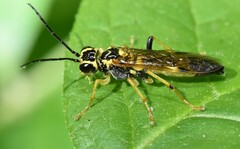 Tenthredo verticalis