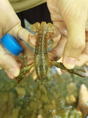 Austropotamobius torrentium