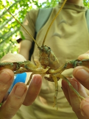Austropotamobius torrentium