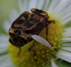Valgus canaliculatus