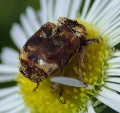 Valgus canaliculatus