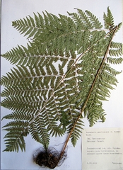 Dryopteris goeringiana