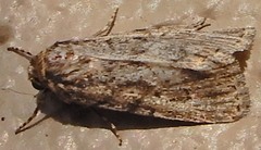 Paraeschra tortuosa