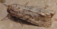Paraeschra tortuosa