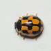 Turtle Vein Lady Beetle - Photo (c) Frederick, some rights reserved (CC BY-NC-SA)