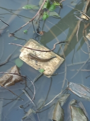 Periophthalmodon schlosseri