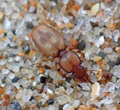Akephorus marinus