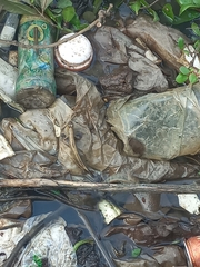 Periophthalmodon schlosseri