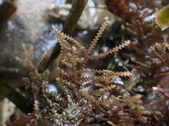 Abietinaria