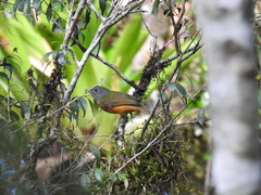 Mionectes rufiventris