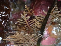 Abietinaria
