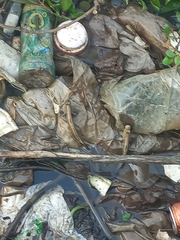 Periophthalmodon schlosseri