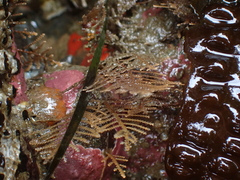 Abietinaria