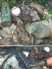 Periophthalmodon schlosseri