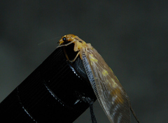 Protohermes costalis