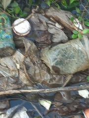 Periophthalmodon schlosseri