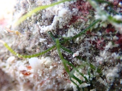 Chaetomorpha antennina