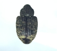 Conotrachelus posticatus