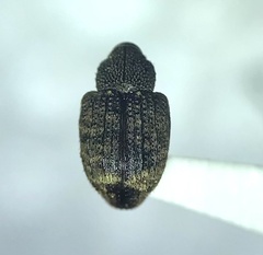 Conotrachelus posticatus