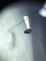 Conotrachelus posticatus