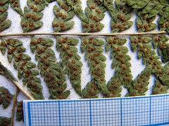 Dryopteris goeringiana