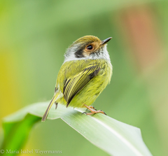 Myiornis auricularis