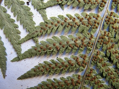 Dryopteris goeringiana