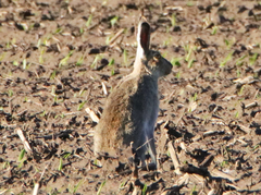 Lepus townsendii