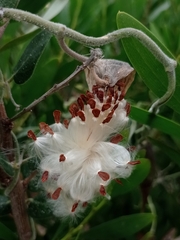 Oxypetalum tomentosum