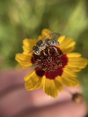 Synocoelioxys